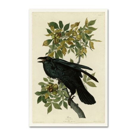 Trademark Fine Art Audubon 'Ravenplate 101' Canvas Art, 16x24 AA00135-C1624GG